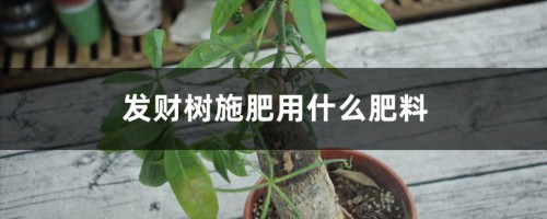 发财树施肥用什么肥料，施肥正确方法