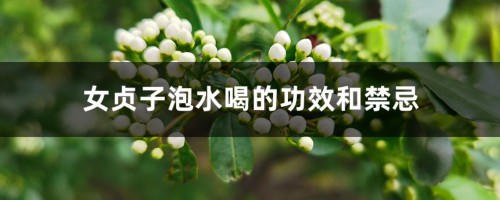 女贞子泡水喝的功效和禁忌