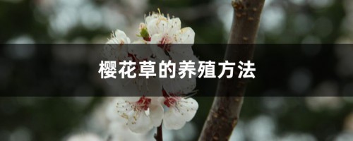 樱花草的养殖方法