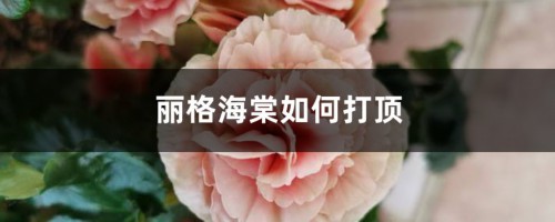 丽格海棠如何打顶