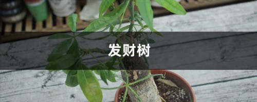 发财树绿萝稀稀拉拉？肯定是你没做到这一点！