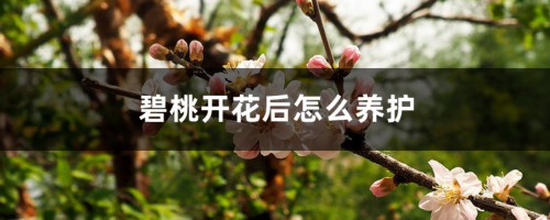 碧桃开花后怎么养护