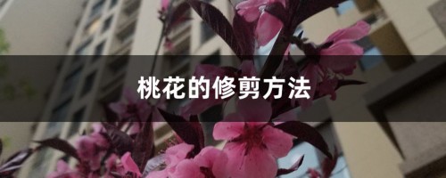 桃花的修剪方法