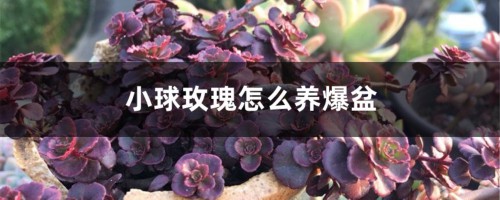 小球玫瑰怎么养爆盆